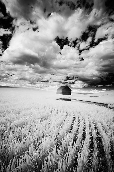 Eggers, Terry 아티스트의 Infrared Palouse fields and barn-PR작품입니다.